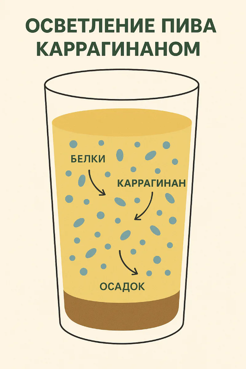 Инфографика показывает, как работает каррагинан при осветлении пива. В верхней части бокала изображены свободные белки и частицы каррагинана. Стрелки указывают на процесс связывания белков, после чего они оседают на дно в виде плотного осадка. Подписи на русском языке:
